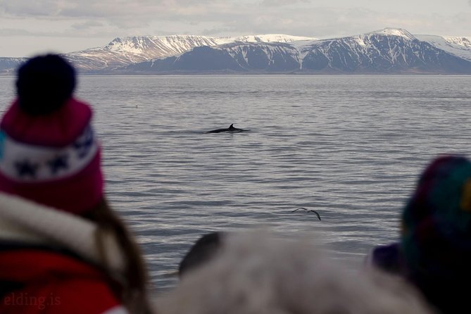 The Original Classic Whale Watching from Reykjavik - No Whales or Dolphins? The Free Return Ticket That Changes the Math