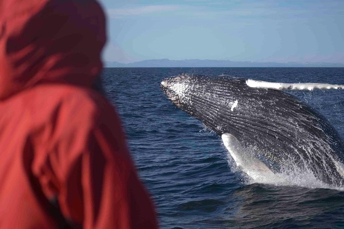 The Original Classic Whale Watching from Reykjavik - Wildlife Exhibition Included: What the Land Lesson Adds Before You Cruise