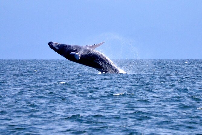 Tour with Whale Watching in Samaná, Beach and Waterfall - Key highlights to know before you go