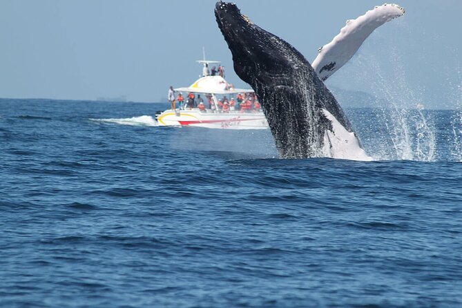 Tour with Whale Watching in Samaná, Beach and Waterfall - Cayo Levantado: how the beach stop fits into the day