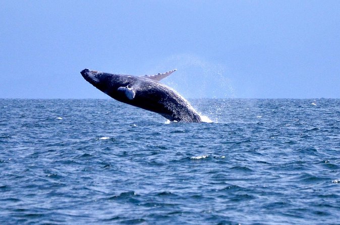 Tour with Whale Watching in Samaná, Beach and Waterfall - Comfort and pacing: how to survive the long transport
