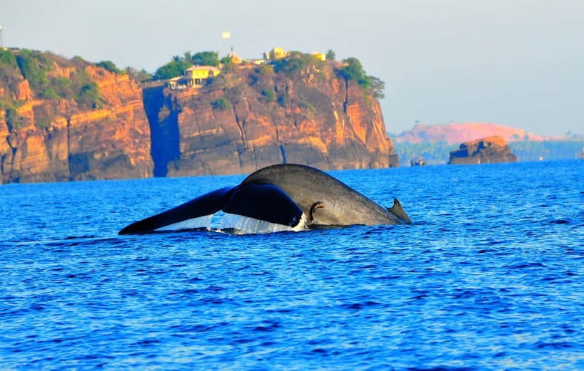 Trincomalee: Dolphin & Whale Watching Boat Tour - Meeting spot and how check-in shapes your morning