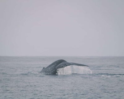 Trincomalee: Dolphin & Whale Watching Boat Tour - The boat setup: comfort, life jackets, and what safety really looks like