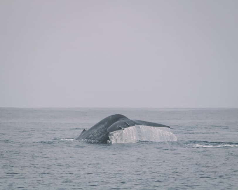 Trincomalee: Dolphin & Whale Watching Boat Tour - The boat setup: comfort, life jackets, and what safety really looks like