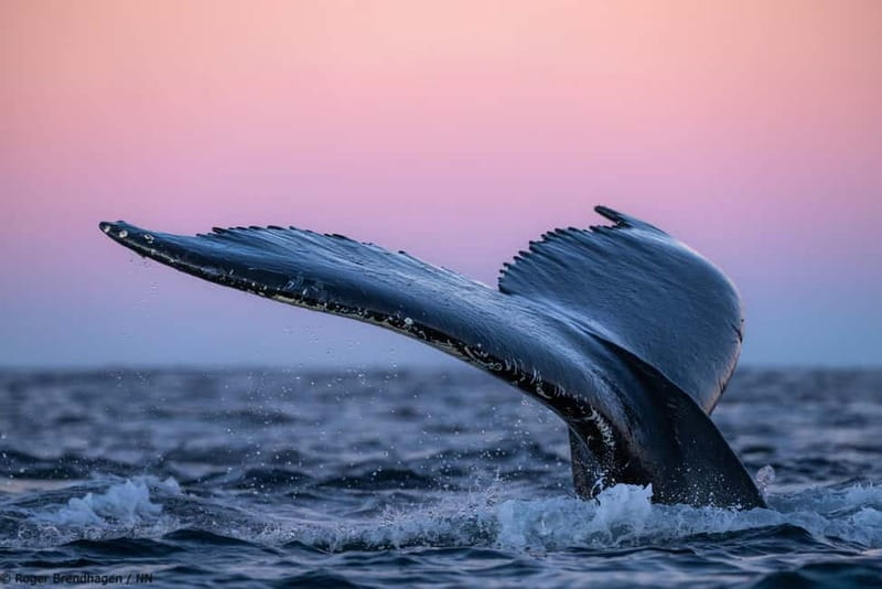 Tromsø: 24hr Northern Lights & Whale Watching Cruise - Key Things You’ll Actually Notice on This Cruise