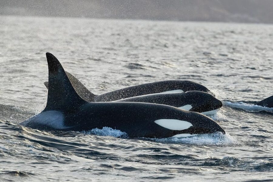 Tromsø: Orca and Whale Watching comfort heated boat Trip - Key highlights worth planning around