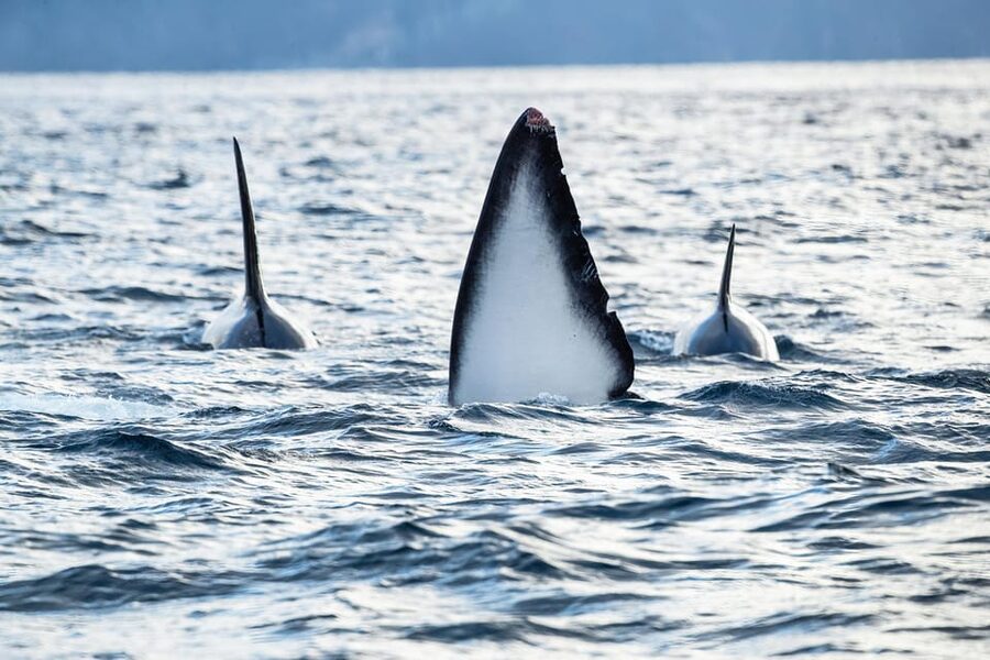 Tromsø: Orca and Whale Watching comfort heated boat Trip - The 3-hour Skjervøy whale watching window: what to expect at sea