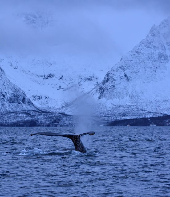 Tromsø: Orca and Whale Watching comfort heated boat Trip - Orca spotting tips: how to maximize your chances and your shots