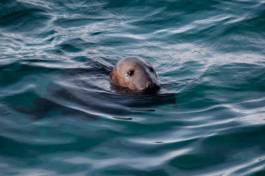 Tromsø: Orca and Whale Watching comfort heated boat Trip - Comfort details that make the long day easier