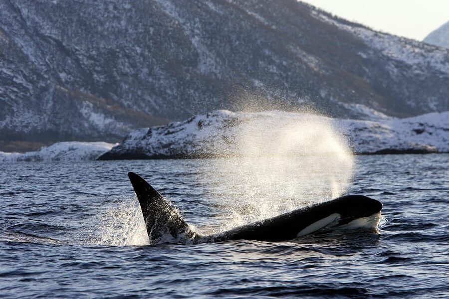 Tromsø: Orca and Whale Watching comfort heated boat Trip - Price and value: is $373 a fair deal?