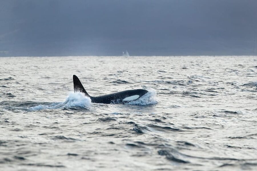 Tromsø: Orca and Whale Watching comfort heated boat Trip - Finding your pier connection: Skua Hub at Skjervøy Kystrutekai
