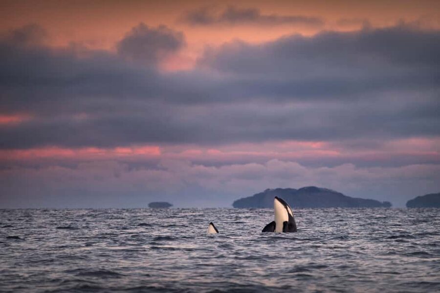 Tromsø: Responsible Whale Watching Cruise Aboard MS Alba - Key highlights before you go