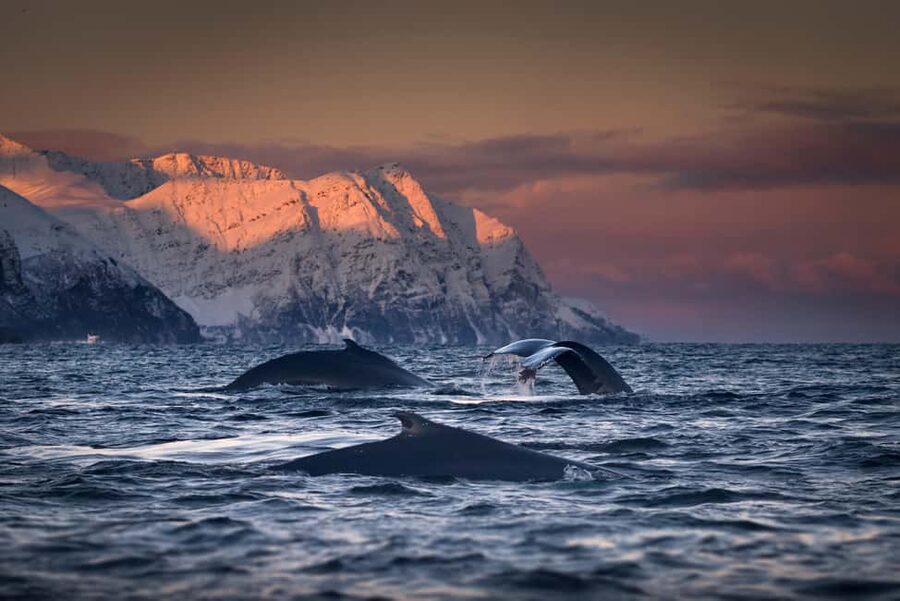 Tromsø: Responsible Whale Watching Cruise Aboard MS Alba - MS Alba in the cold: heated lounges, panoramic windows, and outdoor decks