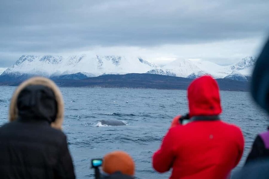 Tromsø: Responsible Whale Watching Cruise Aboard MS Alba - How you’re actually searching for orcas and humpbacks