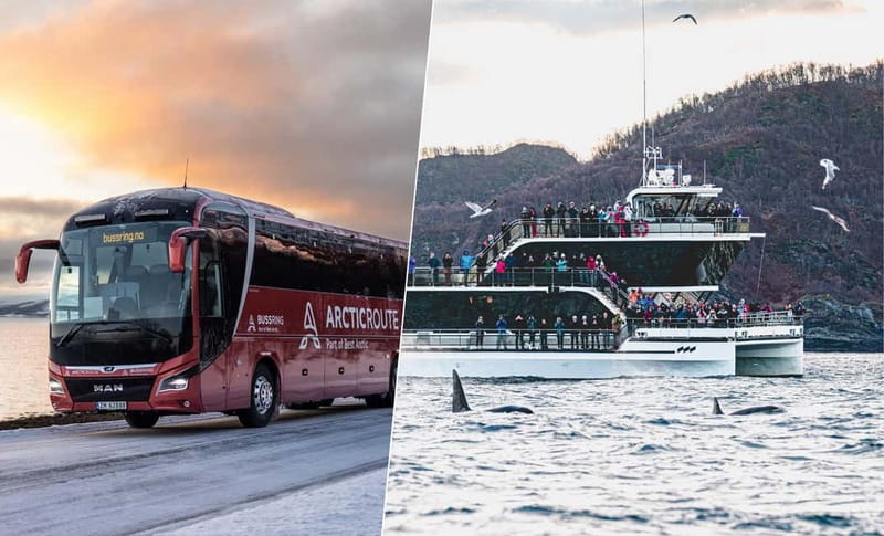 Tromsø: Whale Watching on hybrid boat with scenic bustrip - Key points I’d circle before booking