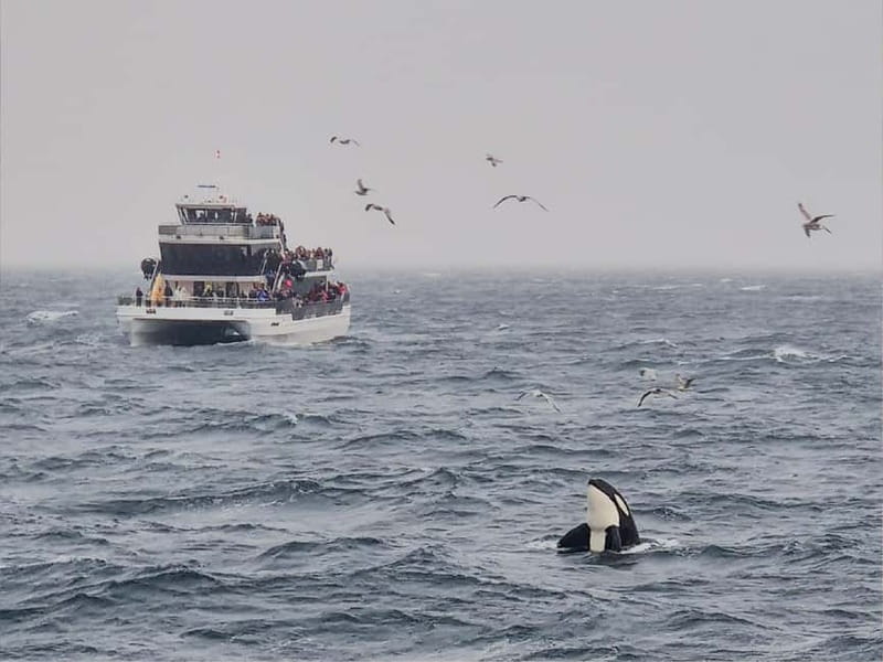 Tromsø: Whale Watching on hybrid boat with scenic bustrip - The whale hunt: what the captain is doing (and why electric mode helps)