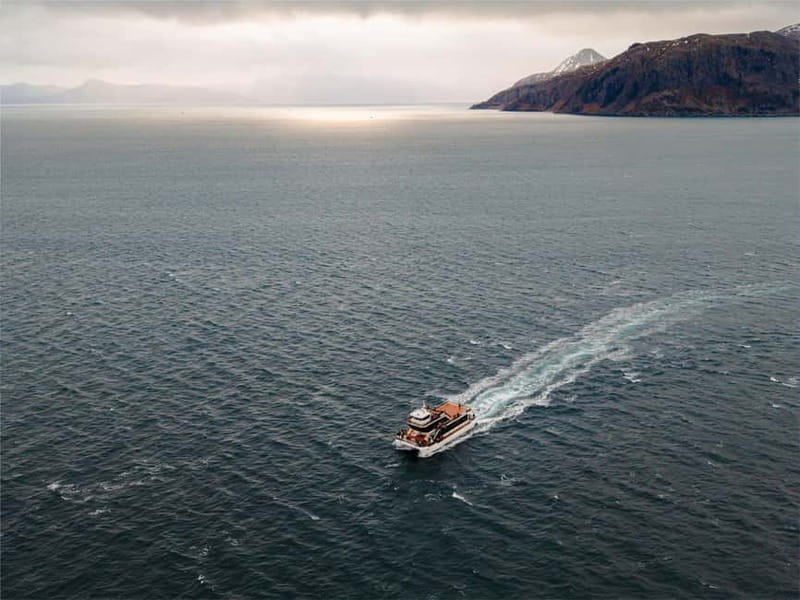 Tromsø: Whale Watching on hybrid boat with scenic bustrip - Price and value: is $208 worth it?