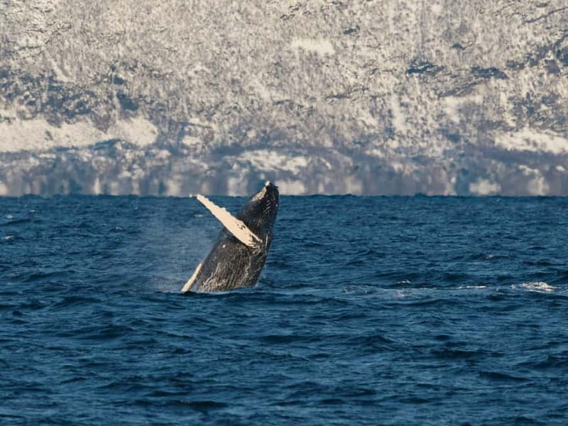 Tromsø: Whale Watching on hybrid boat with scenic bustrip - Should you book this hybrid whale trip with Brim Explorer?