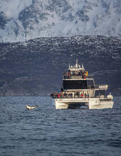 Tromsø: Whale Watching Tour by Hybrid-Electric Boat - Key things to know before you go
