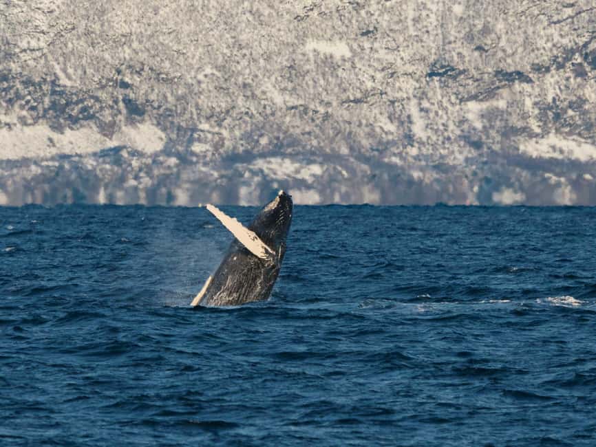 Tromsø: Whale Watching Tour by Hybrid-Electric Boat - Why this Tromsø whale watching boat feels different