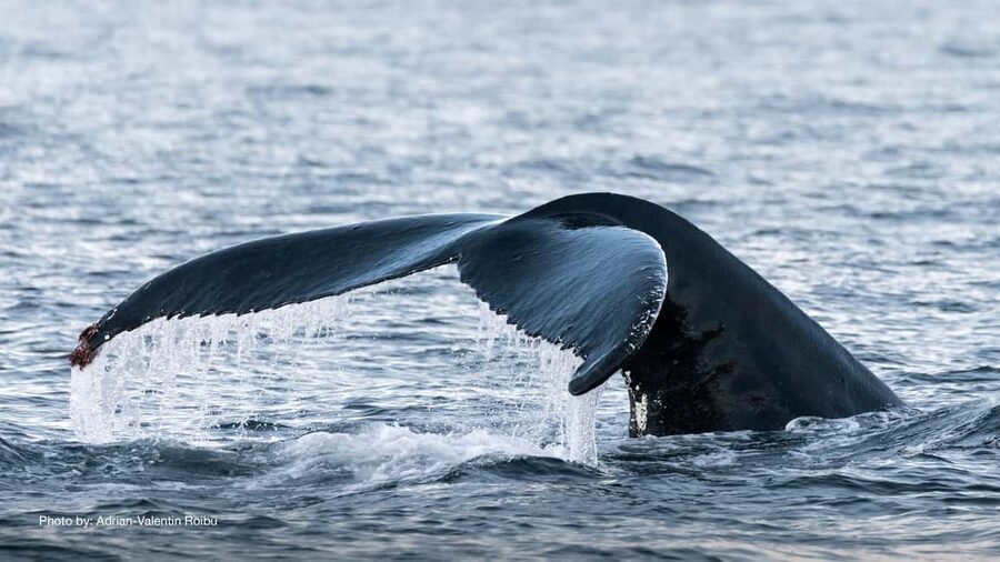 Tromsø: Whale Watching Tour by Hybrid-Electric Boat - What whales you might see (and why orcas often win the spotlight)