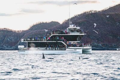 Tromsø: Whale Watching Tour by Hybrid-Electric Boat - The day’s flow: Tromsø docks, fjord stops, then the Skjervøy hunt