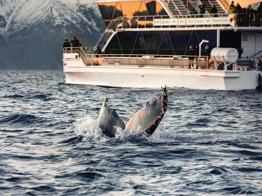 Tromsø: Whale Watching Tour by Hybrid-Electric Boat - The quiet engine moment: what to expect once whales are spotted