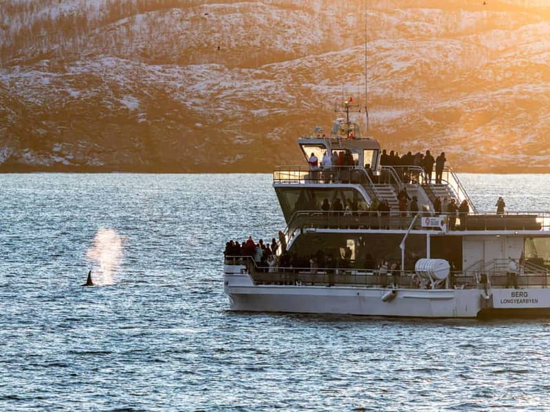 Tromsø: Whale Watching Tour by Hybrid-Electric Boat - Timing, daylight, and those fjord photo stops