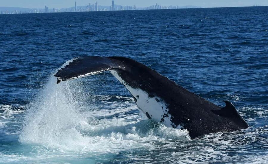 Tweed Heads: Whale Watching Boat Tour - Tweed Heads whale tour in plain English: a 3-hour morning mission