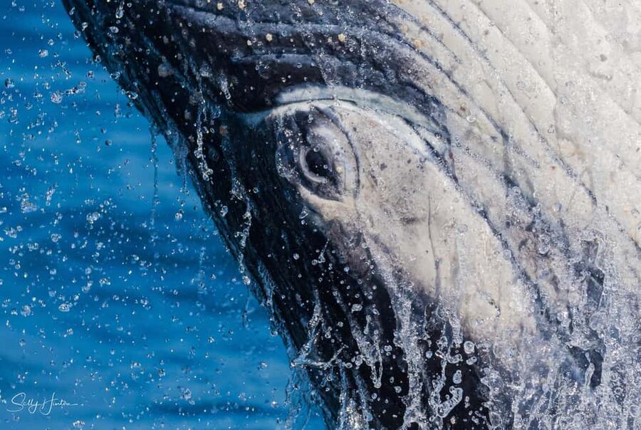 Tweed Heads: Whale Watching Boat Tour - The boat and viewing setup: three levels that keep your eyes busy