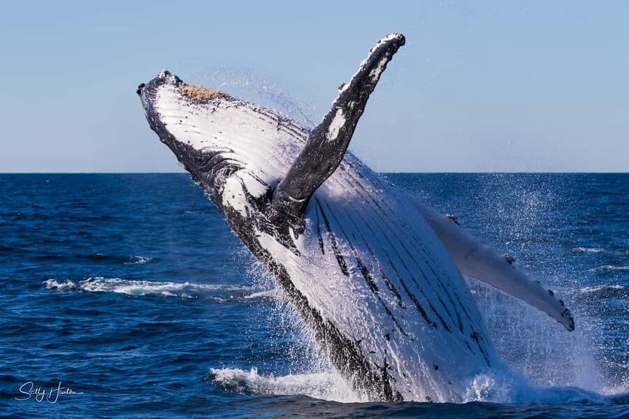 Tweed Heads: Whale Watching Boat Tour - 8:00am departure from Ivory Waterside Marina: what to expect at the start