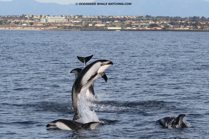 Two-Hour Luxury Whale Watching Tour from Oceanside - Stop-by-stop: what you’ll see as the cruise moves along
