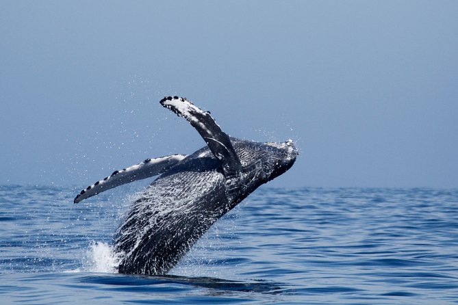 Two-Hour Luxury Whale Watching Tour from Oceanside - What to bring (and what to avoid)