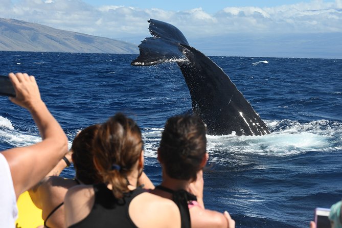 Ultimate 3.5 hour Whale Watch & Snorkel - Key things to know before you go