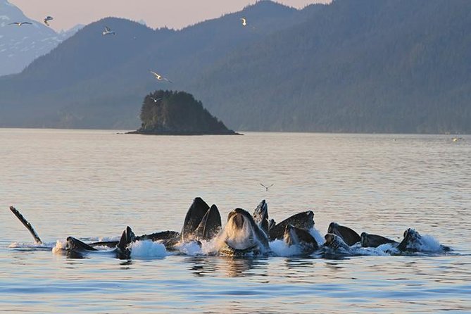 Ultimate Juneau Whale Watch and Mendenhall Glacier View - Key things to know before you go