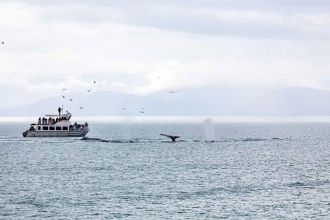 Ultimate Juneau Whale Watch and Mendenhall Glacier View - A 3-Hour Express Whale Watch From Mt. Roberts Tramway