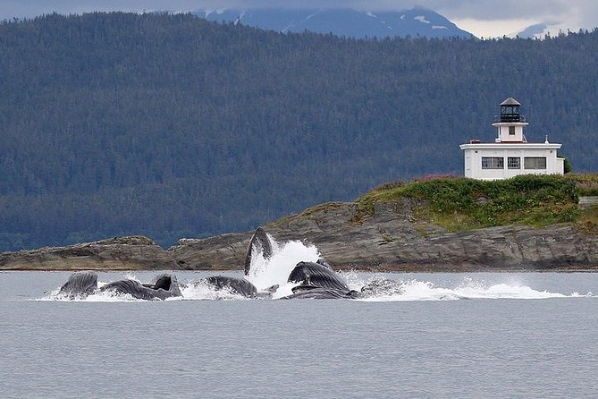 Ultimate Juneau Whale Watch and Mendenhall Glacier View - Who Should Book This Whale Watch (And Who Might Prefer a Longer Option)