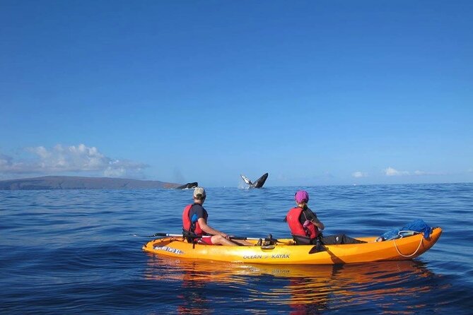 Ultimate Maui Whale Watch Snorkel Tour - First snorkeling stop: turtles first, calm water second
