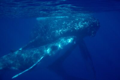 Ultimate Maui Whale Watch Snorkel Tour - Kayak time on Maui’s south side: the extra hour is the point