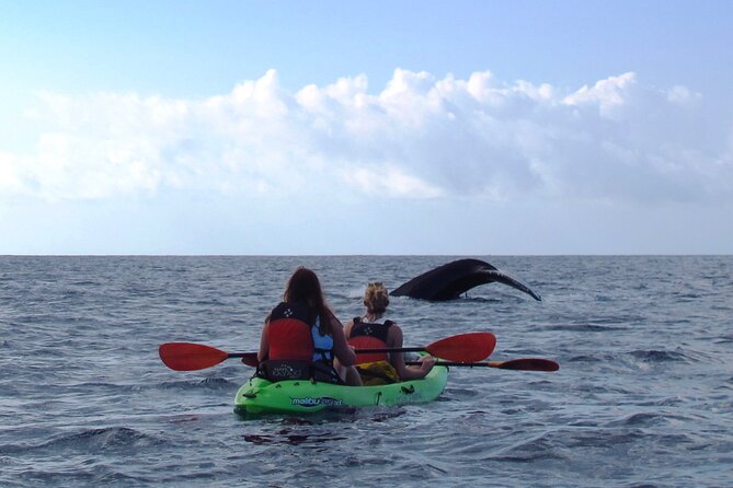 Ultimate Maui Whale Watch Snorkel Tour - Second snorkeling stop: more time equals more chances