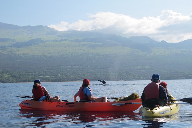 Ultimate Maui Whale Watch Snorkel Tour - What Griff’s naturalist approach adds to your spotting