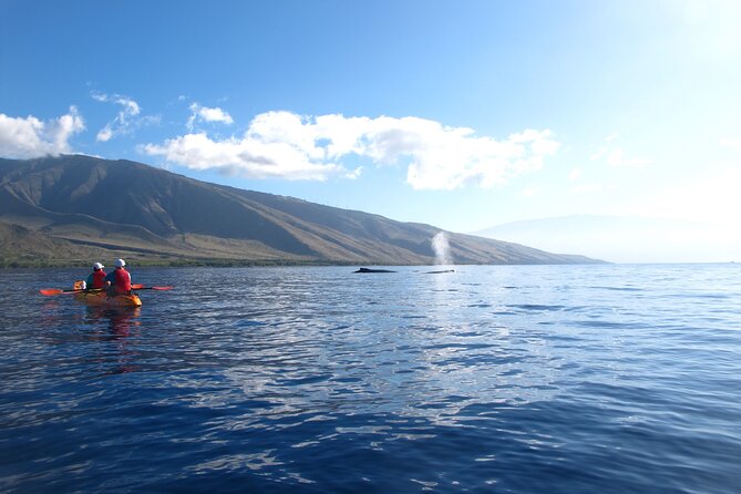 Ultimate Maui Whale Watch Snorkel Tour - How hard is the paddling, really?