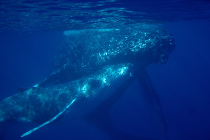 Ultimate Maui Whale Watch Snorkel Tour - Kayak time on Maui’s south side: the extra hour is the point