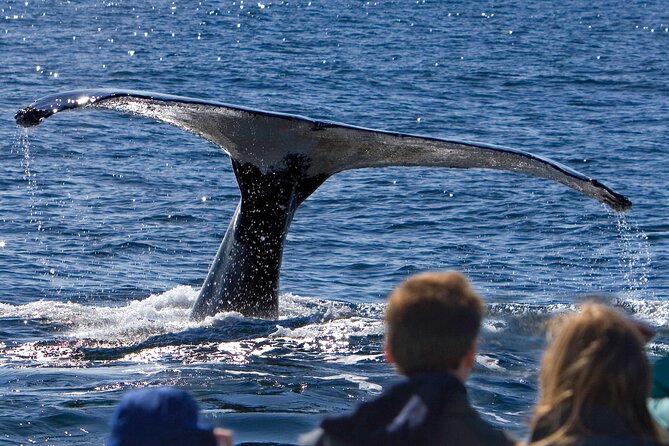 Ultimate Whale Watch and Tracy's Crab Shack Combo - Key points that make this combo worth your time