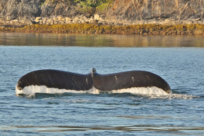 Ultimate Whale Watch and Tracy's Crab Shack Combo - The whale watch with Juneau Tours: what you can actually hope to see