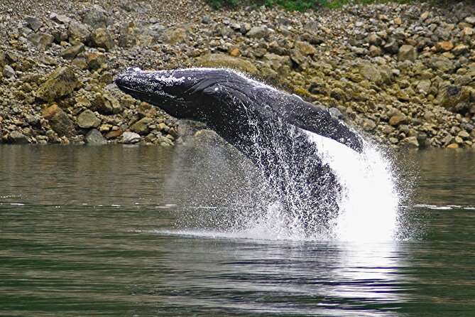 Ultimate Whale Watch and Tracy's Crab Shack Combo - Price and value: how $274 holds up for 4.5 hours in Juneau