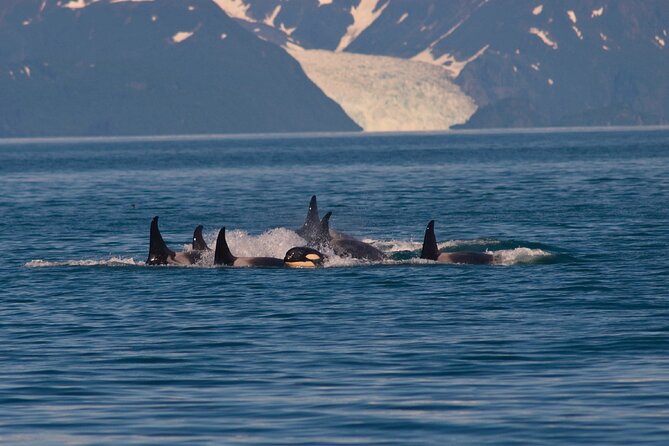 Ultimate Whale Watch and Tracy's Crab Shack Combo - From Goldbelt Tram to the boat: timing and what to plan for