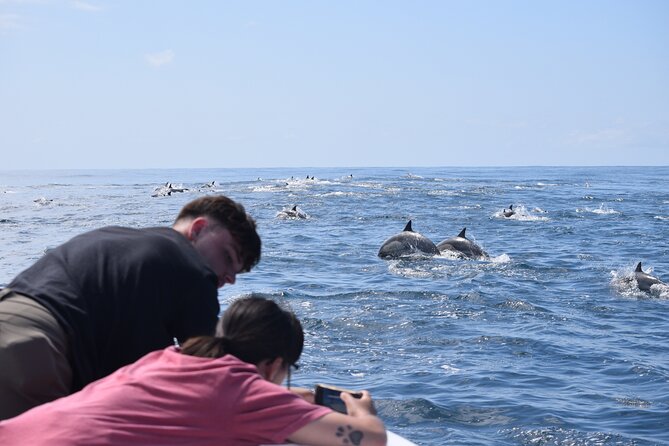 Up Close Dolphin & Whale Watching - Oceanside Dolphin & Whale Watching: The Small-Boat Advantage