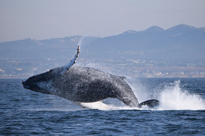 Up Close Dolphin & Whale Watching - Dolphins, Sea Lions, and Whale Odds: What You Can Expect