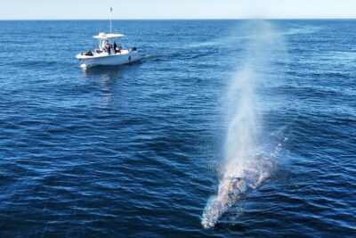 Up Close Dolphin & Whale Watching - The “Up Close” Part: What 6 Passengers Really Changes